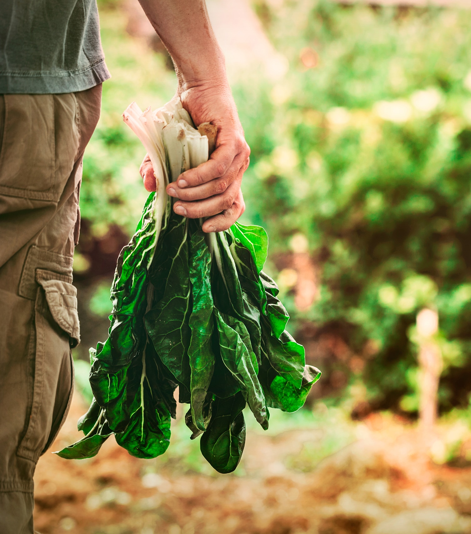 Mangold in farmers hands